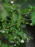 Image of Synostemon albiflorus (F. Muell. ex Müll. Arg.) Airy Shaw