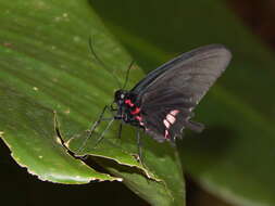 صورة Parides tros (Fabricius 1793)