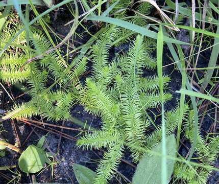 Image of Feather-Stem Club-Moss