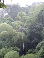 Image of Gray-backed Hawk