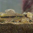 Image of Brownspotted killifish