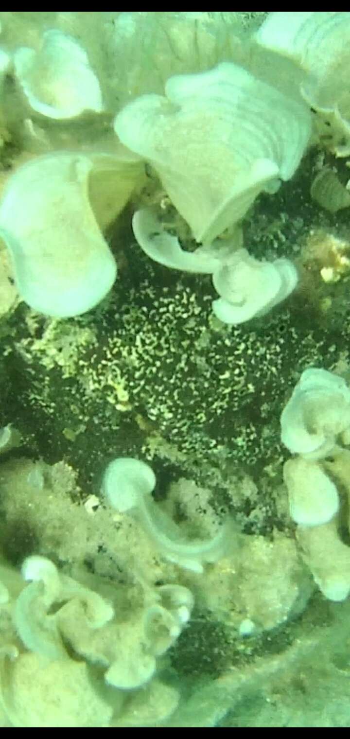 Image of green boring sponge