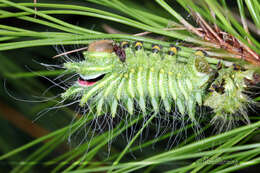 Image of Chinese Luna Moth