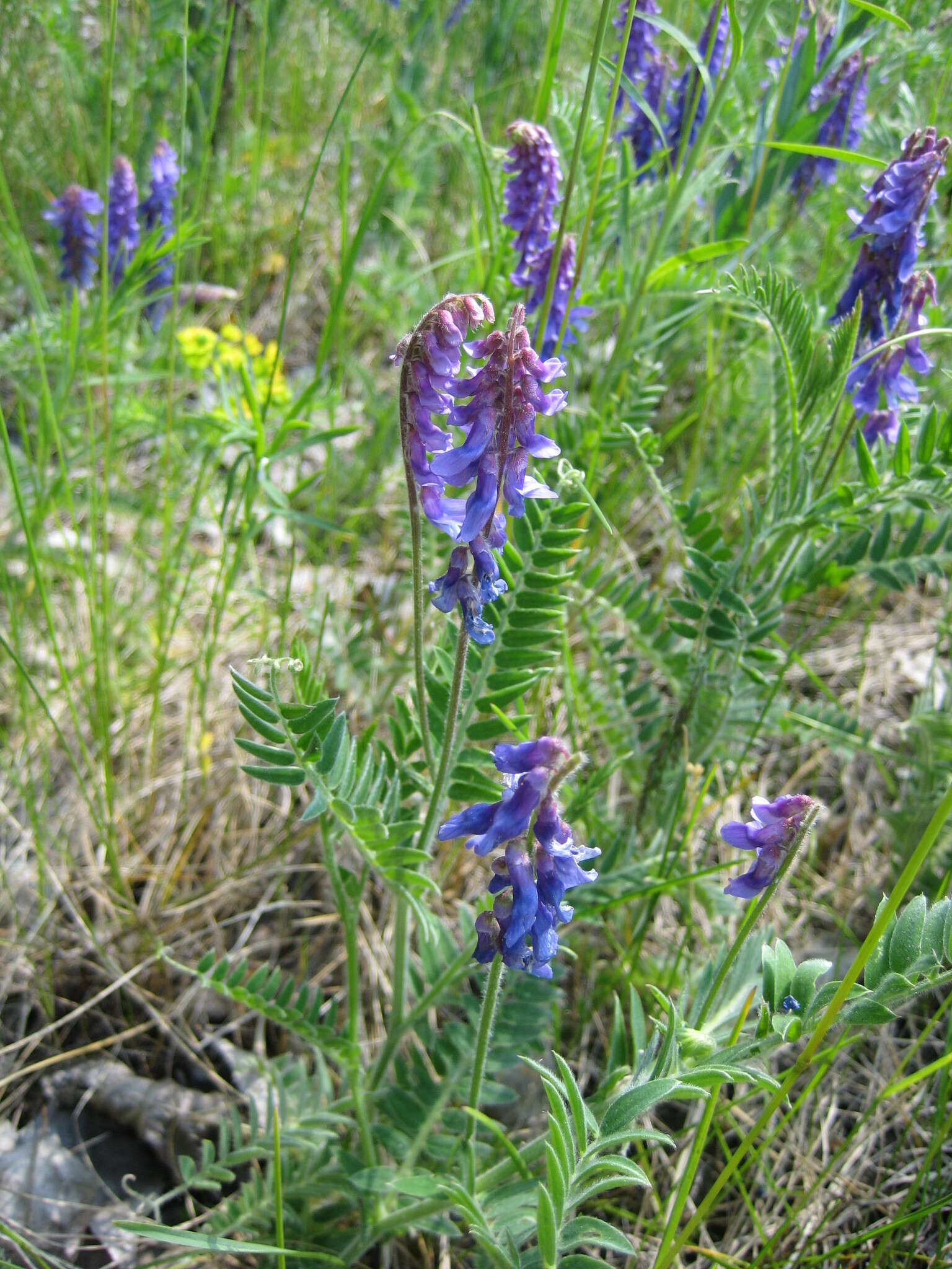 Image of winter vetch