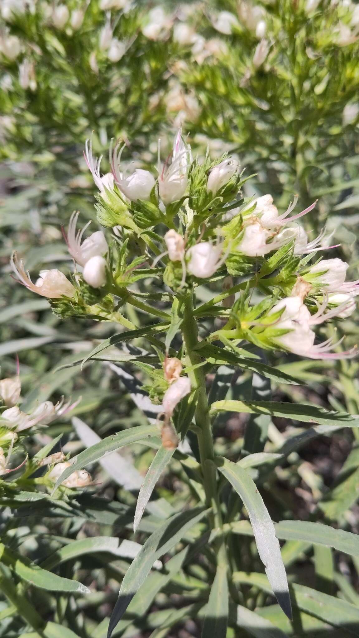 Plancia ëd Echium brevirame Sprague & Hutchinson