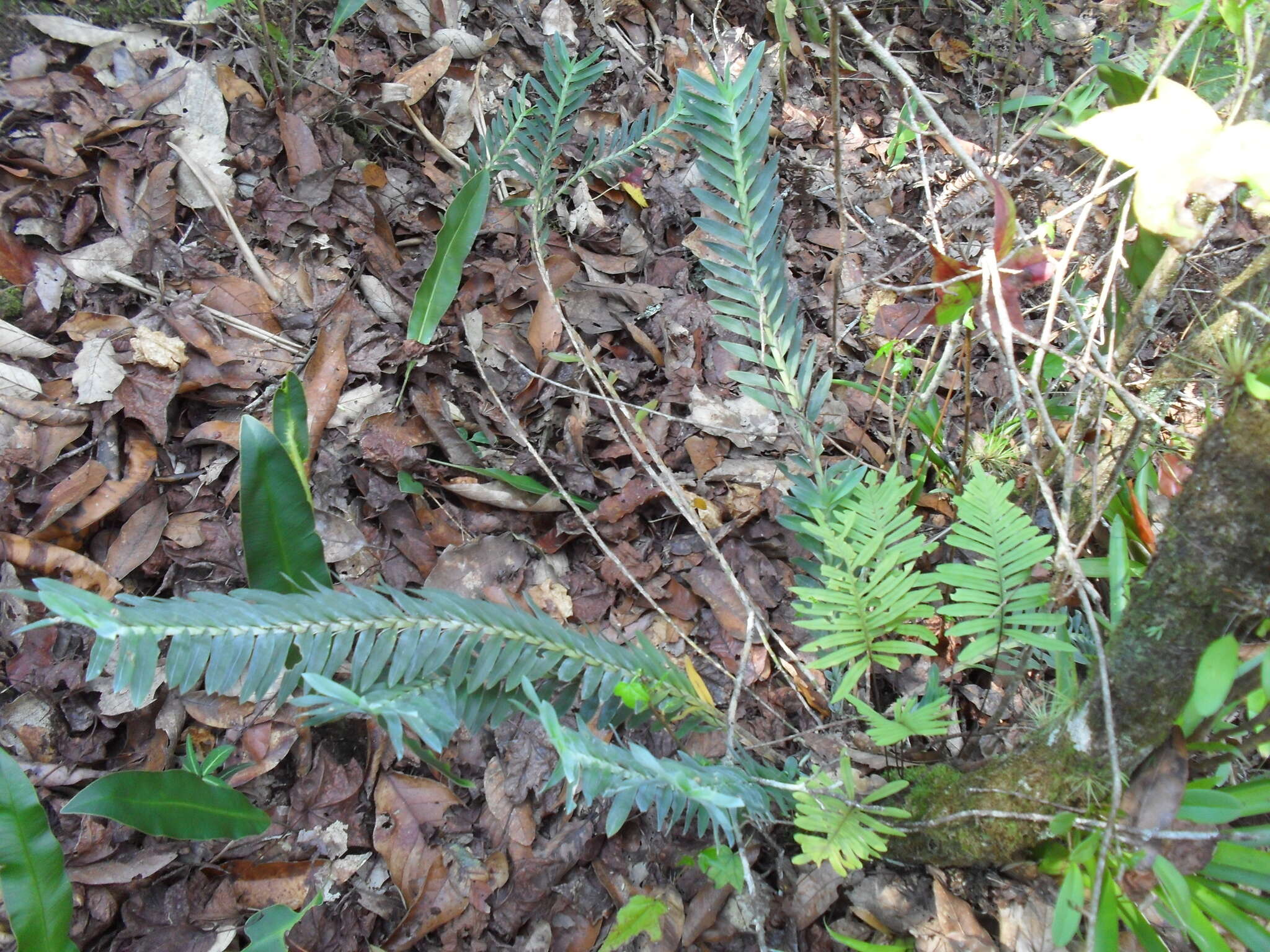 Dichaea glauca (Sw.) Lindl.的圖片