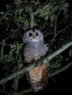 Image of Chaco Owl