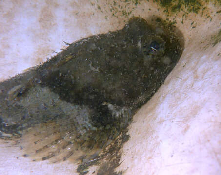 Image of Bonehead sculpin