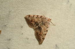 Image of Macaria exauspicata Walker 1861