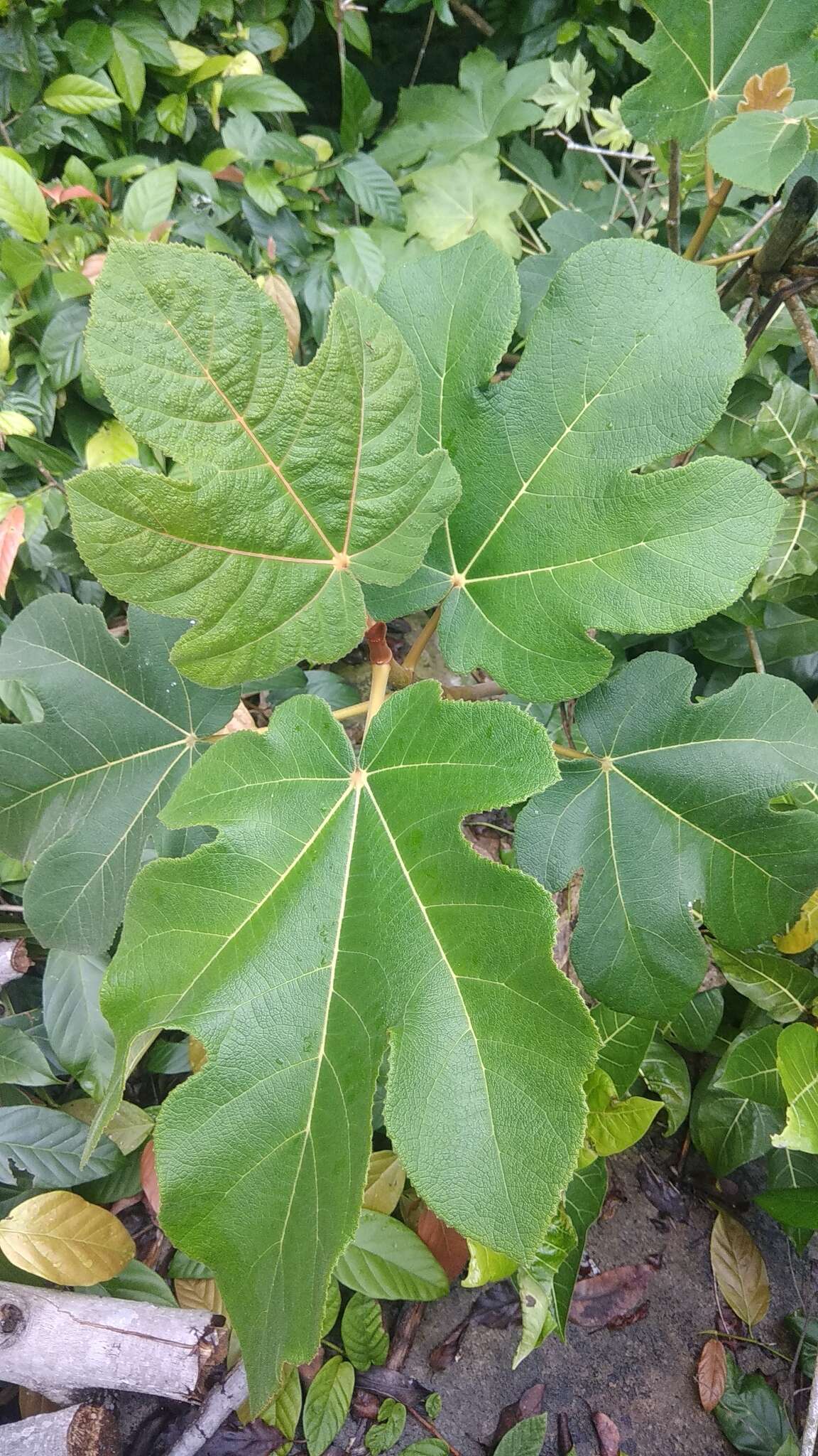 Image of Ficus padana Burm. fil.