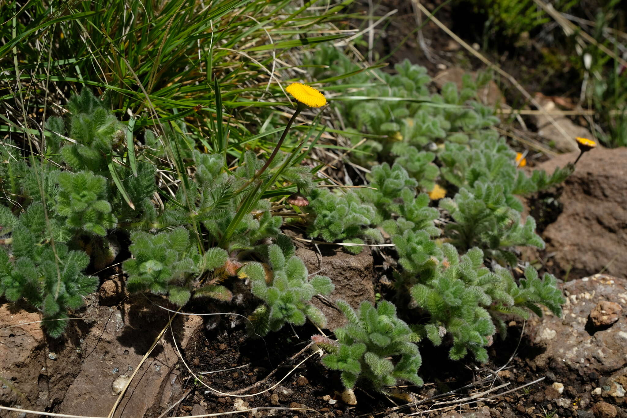 Image de Cotula socialis Hilliard