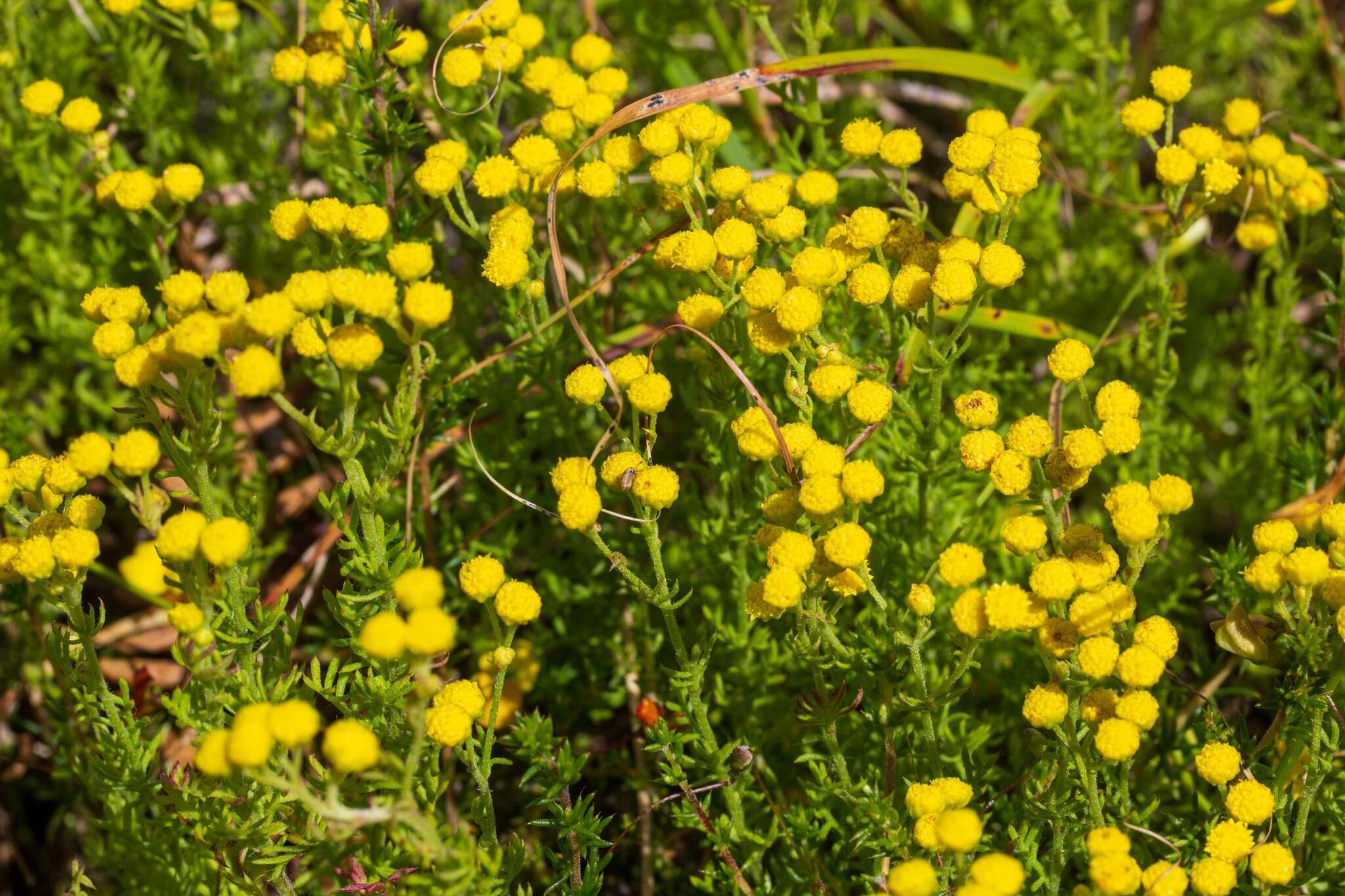 Слика од Nidorella foetida (L.) DC.