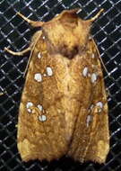 Image of Ash Tip Borer