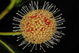 Image of Gyrostipula comorensis J.-F. Leroy