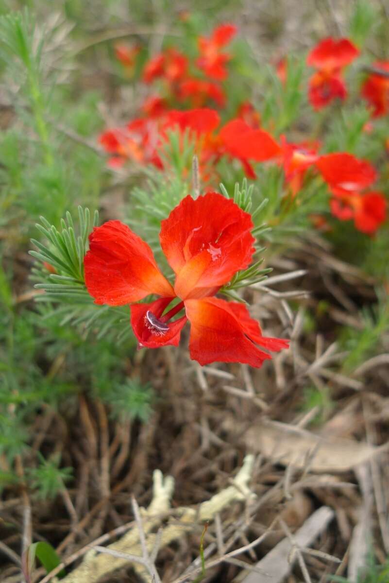 Image of Red Leschenaultia