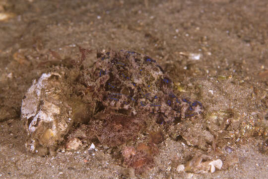 Image of Blue-lined octopus