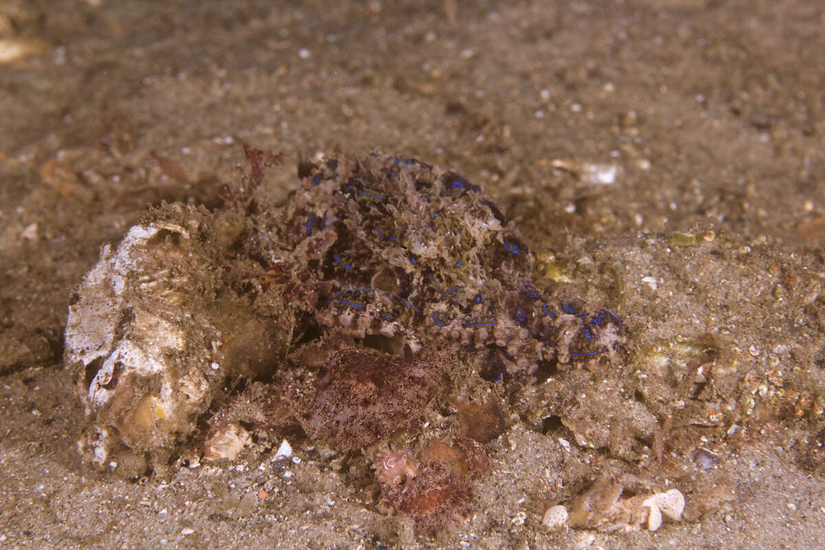 Image of Blue-lined octopus