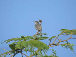 Image of Grey-breasted Prinia