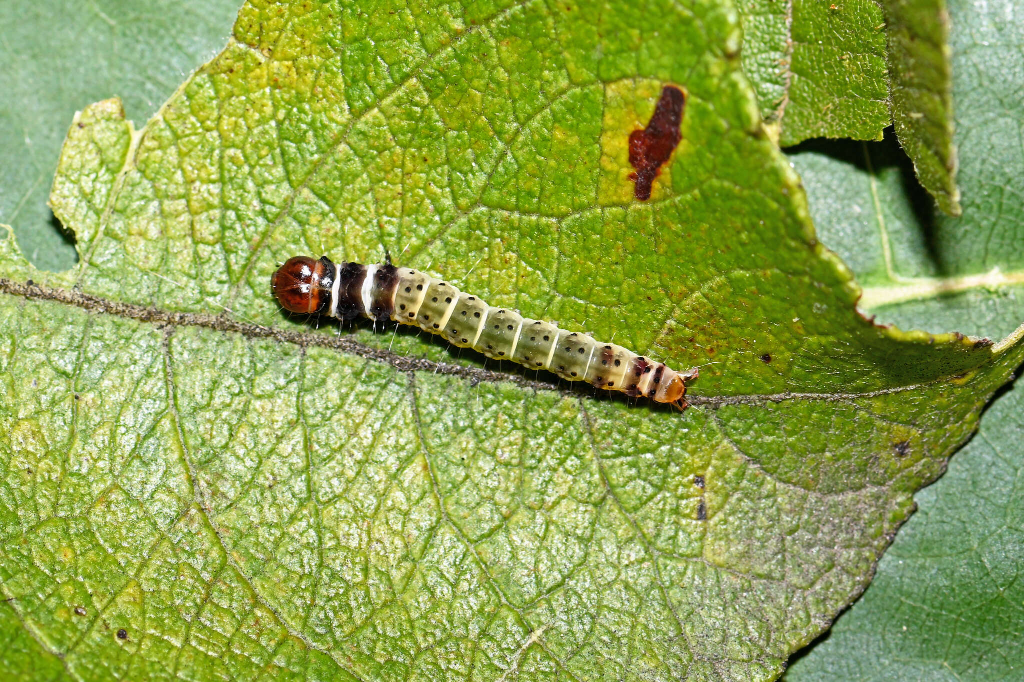 Image of Dichomeris ustalella Fabricius 1794