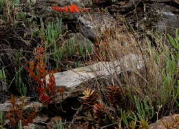 Image of Astroloba rubriflora (L. Bolus) Gideon F. Sm. & J. C. Manning