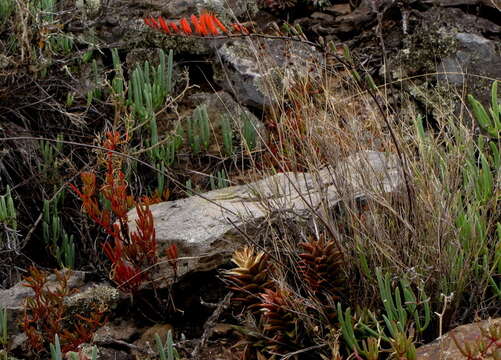 Image of Astroloba rubriflora (L. Bolus) Gideon F. Sm. & J. C. Manning