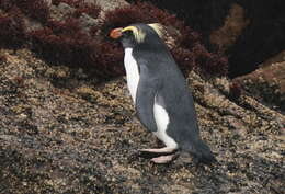 Image of Fiordland Crested Penguin