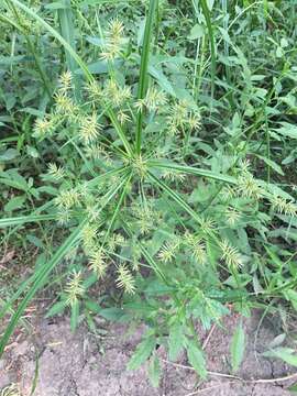 Image of strawcolored flatsedge