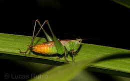 Image of Katydid