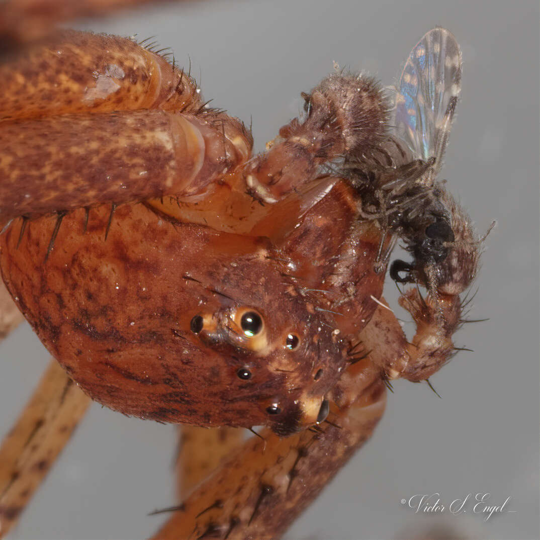 Image of Deadly Ground Crab Spider