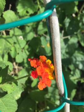 Image of Lantana horrida Kunth