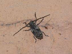 Image of Long-horned beetle