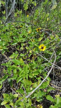 Image of cucumberleaf sunflower