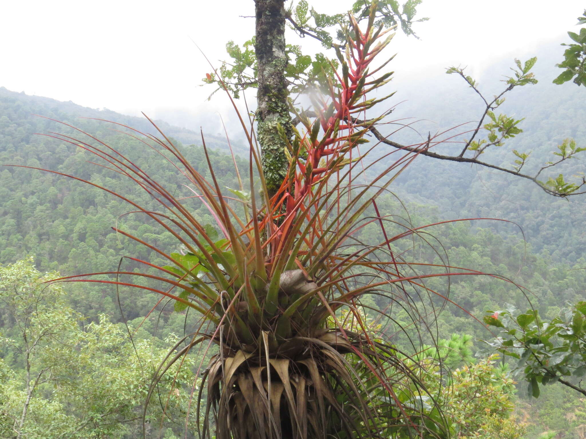 Image de Tillandsia calothyrsus Mez