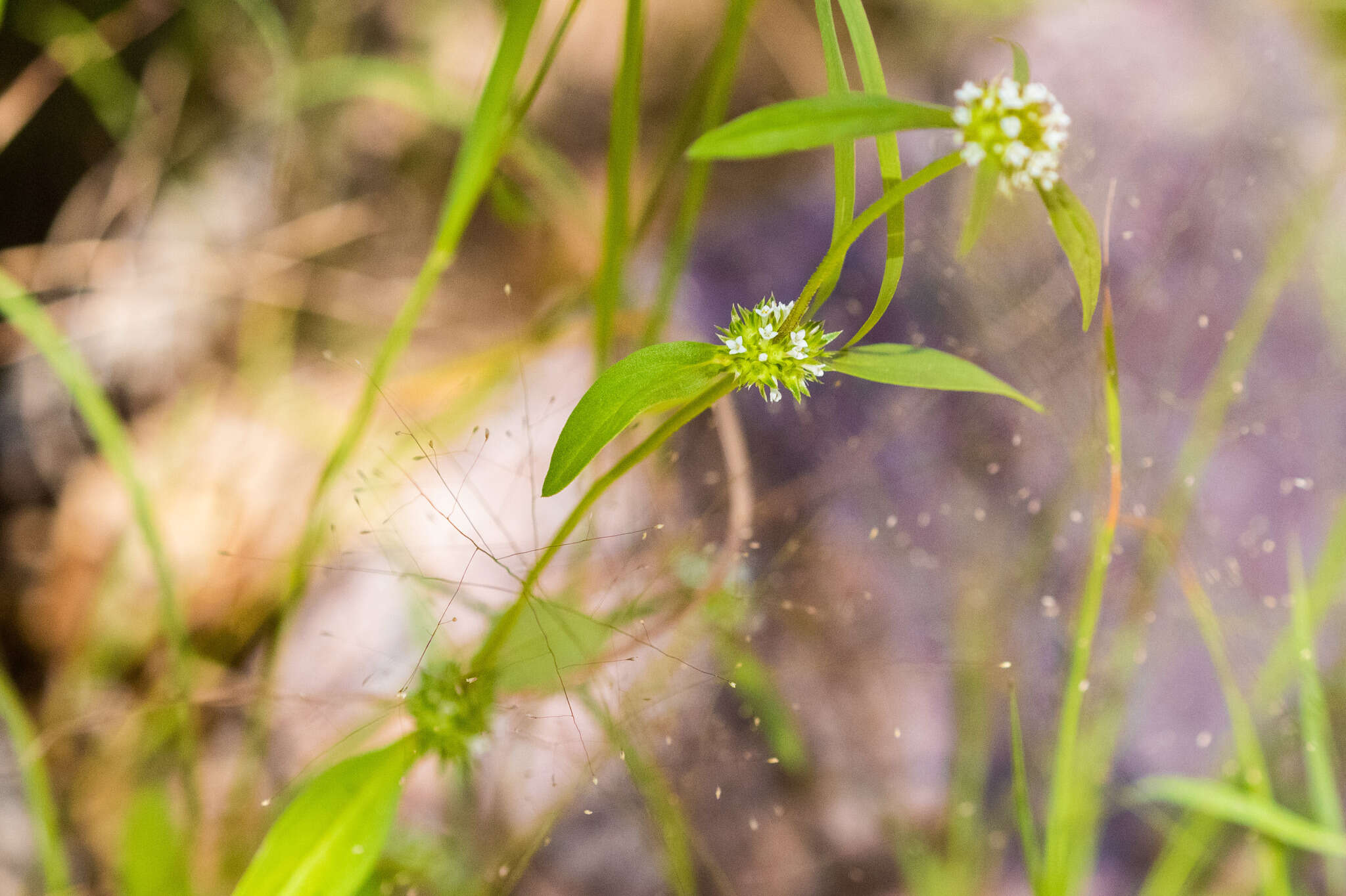 Image de Mitracarpus breviflorus A. Gray