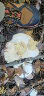 Image of giant clitocybe