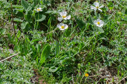 صورة Ranunculus amplexicaulis L.