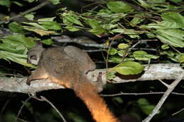 Image of Garnett's Greater Galago