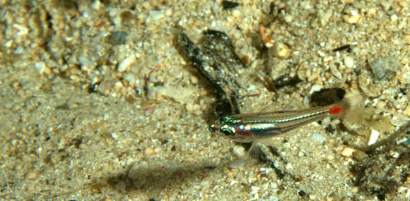 Image of Red-spot cardinalfish