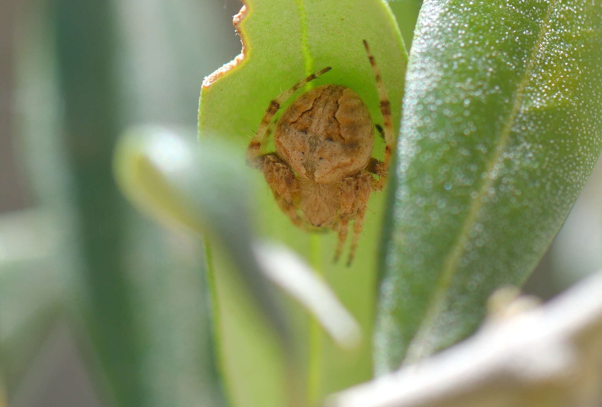 Image of Neoscona subfusca (C. L. Koch 1837)