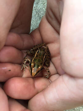 صورة Lithobates sphenocephalus (Cope 1886)