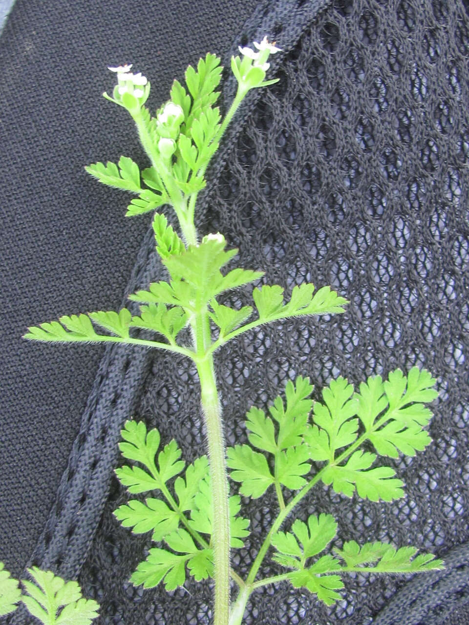 Image of hairyfruit chervil