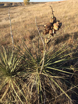 Sivun Yucca glauca Nutt. kuva