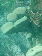 Image of Pavona coral