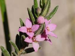Image of Zieria veronicea subsp. veronicea