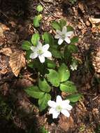 Imagem de Anemone trifolia subsp. trifolia