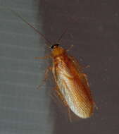 Image of Virginia Wood Cockroach