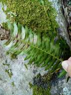 Image of Blechnum australe subsp. australe