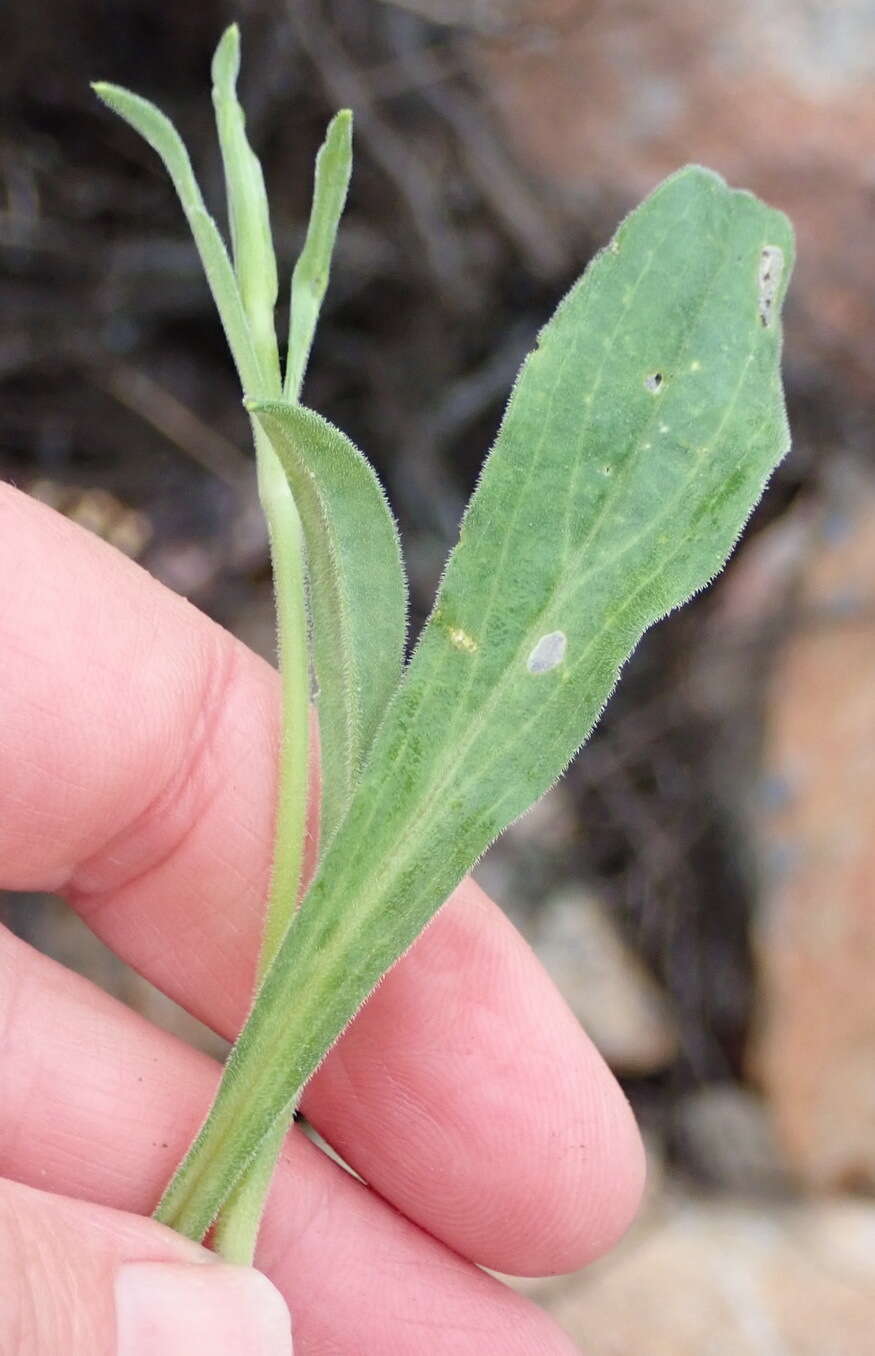 Imagem de Silene undulata subsp. undulata