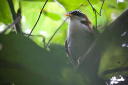 Image of White-browed Scimitar Babbler