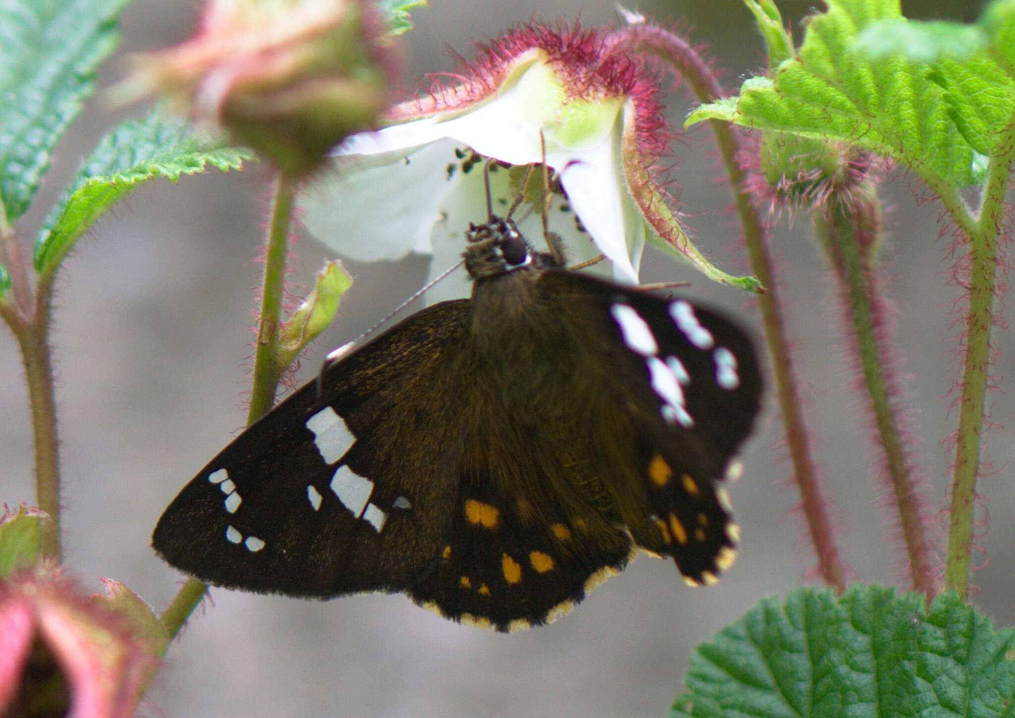 Celaenorrhinus pulomaya Moore 1865 resmi